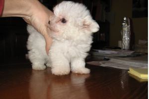 foto di un cucciolo di maltese minitoy che all’età di 2 mesi pesa solo 500 grammi