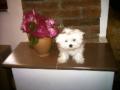 minitoy maltese foto
